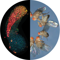 Role of Polycomb Group Proteins in genome regulation