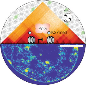 3D organization and function of the genome
