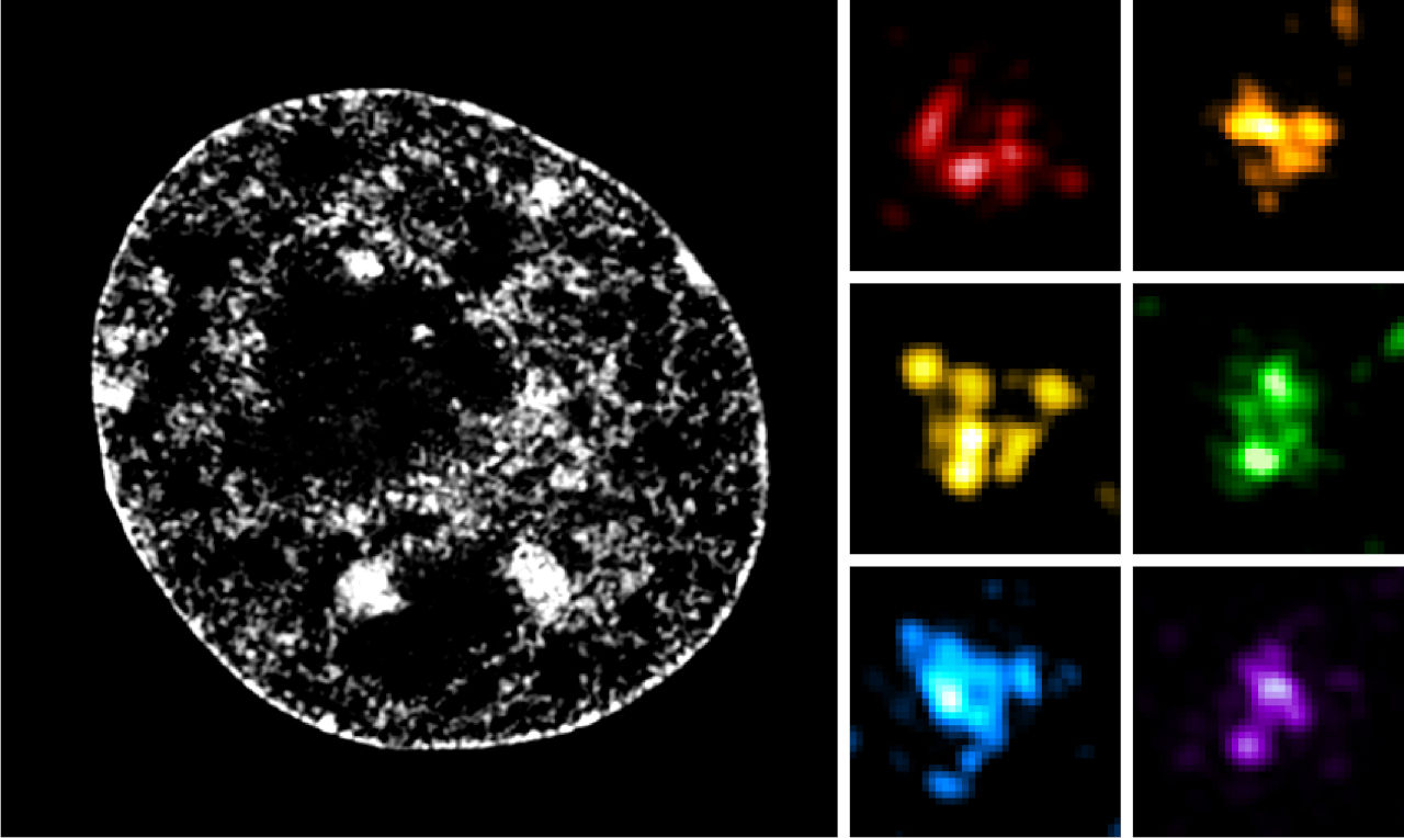 Nucleus microscopy