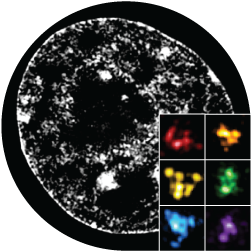 Methods used in the Cavalli lab