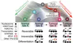 Fresh from the press: Transient loss of Polycomb components induces an epigenetic cancer fate!