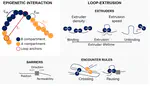 New preprint: A Scaffolding Element Rewires Local 3D Chromatin Architecture During Differentiation.