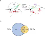 Paper alert: A PRE loop at the dac locus acts as a topological chromatin structure that restricts and specifies enhancer–promoter communication