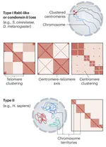 Ever wondered how chromatin domains evolved? Read our latest review!