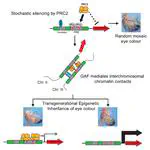 Our new paper on Transgenerational Epigenetic Inheritance is out!