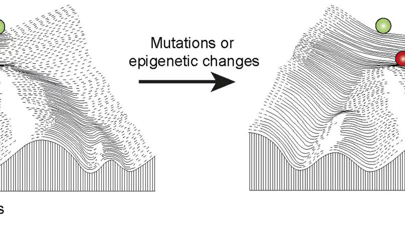 News & Views: a possible role for epigenetics in cancer initiation.