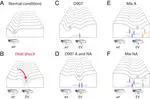 A mechanistic basis for genetic assimilation in natural fly populations.