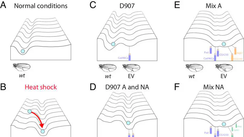 A mechanistic basis for genetic assimilation in natural fly populations.