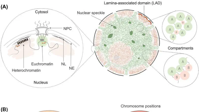 New review on the role of 3D genome folding in epigenetic regulation and cellular memory. Check it out!