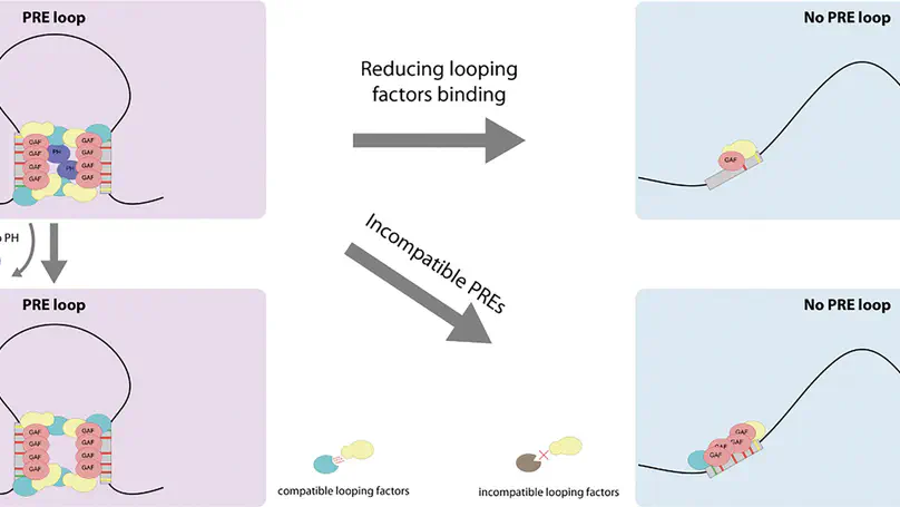 A protein code for chromatin looping?