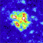 PRC1 forms nanoglobules in vivo