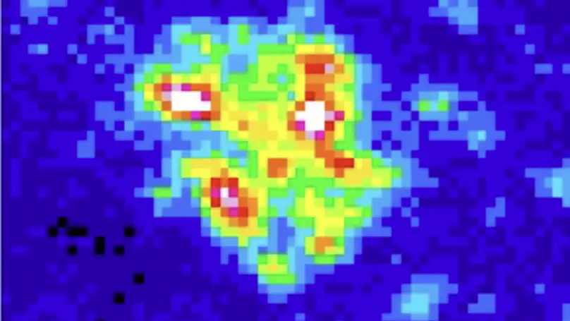 PRC1 forms nanoglobules in vivo