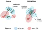 Paper alert! Loss of SUMOylation drives aberrant PRC1 clustering and 3D genome rewiring independent of H3K27me3