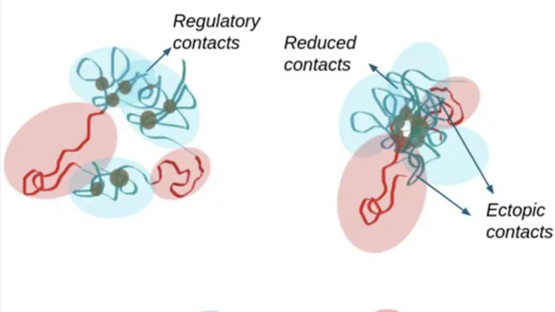 Paper alert! Loss of SUMOylation drives aberrant PRC1 clustering and 3D genome rewiring independent of H3K27me3